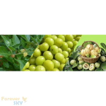 فوراور گارسینیا پلاس (مکمل کاهش اشتها) | Forever Garcinia Plus - تصویر 2