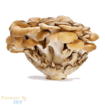 فوراور ایموبلند تقویت سیستم ایمنی بدن | Forever Immublend - تصویر 3